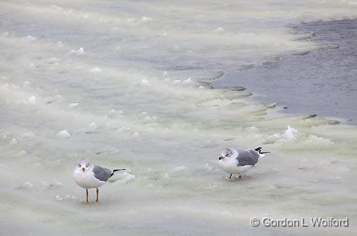 Gulls On Ice_11439.jpg - Ring-billed Gull (Larus delawarensis) photographed at Ottawa, Ontario - the capital of Canada.